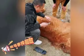 车队救助母马，主人欲送马驹感谢图片