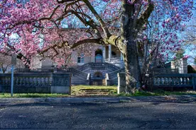 穷栽草，富种树！这6种树很有“钱”景，你家院子值得拥有图片