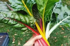 曾经的“口粮菜”牛皮菜，为什么在生鲜超市里没有卖的？答案残酷图片