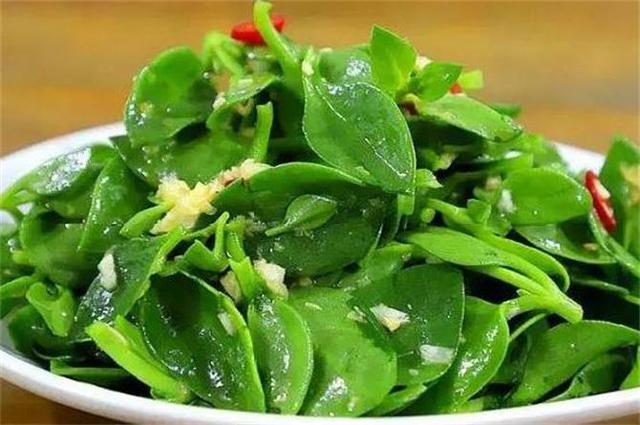 田七菜的功效与禁忌是什么（田七菜全身都是宝）