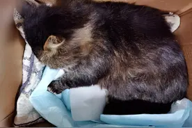 寒冬里救活一只流浪猫（一）放它进猫砂盆，它一头扎进去张口就吃图片