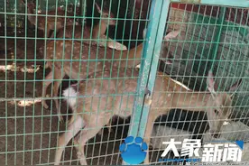 河南一度假村将举办动物活体拍卖，羊驼、梅花鹿等“萌兽”14万元起拍图片