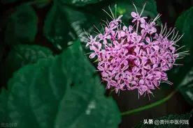 补气健脾良药臭牡丹根图片