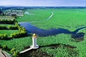 君山野生荷花世界6月20日开园图片