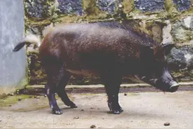 明光小耳猪图片