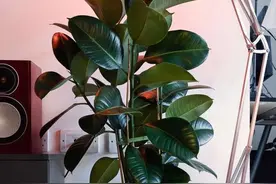 橡皮树养殖常见问题图片