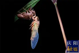 昆虫记——金蝉脱壳图片