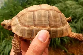 北京男子在山里捡一乌龟，国家知晓后要求收回，路人：我出高价买图片