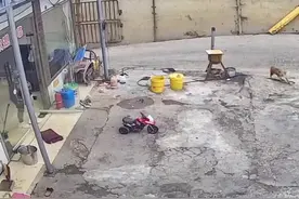 狗子走失三天突然回家，一家四口激动到跳起，回来后待遇升级，再也不乱跑了图片