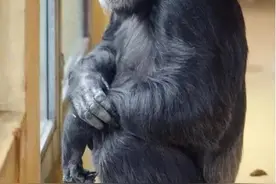 人类和香蕉之间有50%的相似基因图片