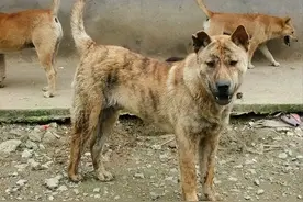 为何“虎斑犬”很少人养？狩猎能力再强，也躲不过这6点图片