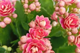 适合北方室内养殖的盆栽品种推荐，随便养一盆都能让家里生机勃勃图片