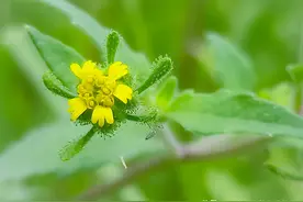 《本草纲目》载录一味治中风的中药：内祛筋骨风湿，外治湿疹瘙痒图片