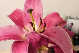 孩子发烧感冒了大家有什么偏方图片