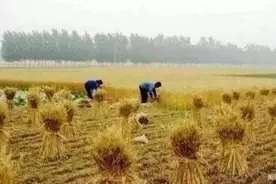 小满时节说麦事图片