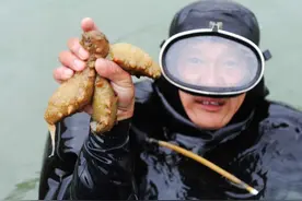 90%的人其实不会泡发海参，泡发海参，你必须知道这6点图片