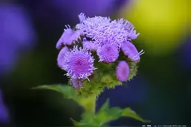 花草摄影中，牢记这8句拍摄口诀，拍出的照片更有高级感图片