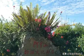 阿里山的云图片