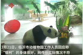 园方回应大熊猫“银柯”身体堪忧：一直养得很好，网上有黑粉图片