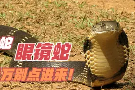 眼镜蛇在眼镜王蛇面前就是小学鸡 菲律宾蛇跟虎蛇勉强上毒蛇榜图片