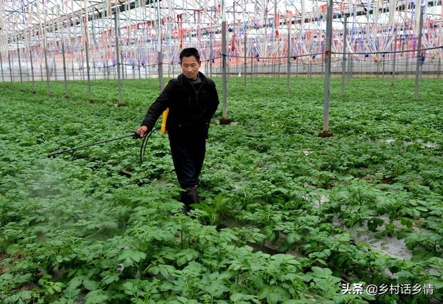 种菜养花学会用红糖自制生根剂，生根壮苗又增产，想学吗
