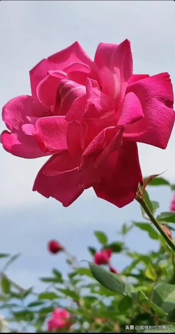 一束鲜花，醉蓝天