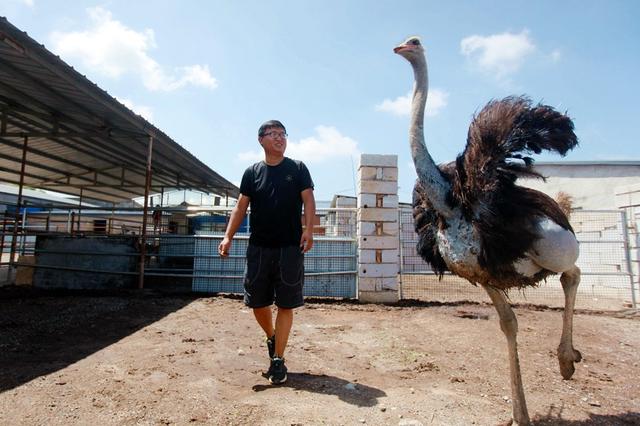 养20只鸵鸟一年的利润（济南90后小伙辞掉银行工作养鸵鸟）