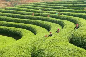 福建霞浦丨草岗变茶岗 融合发展忙图片