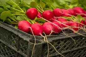 “头伏萝卜二伏菜”，三伏天别忘了种6种菜，耐热耐旱生长速度快图片