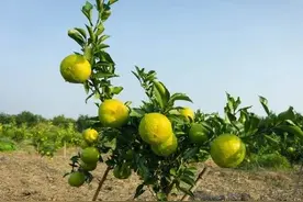 果树和花卉上的蚧壳虫“不好治”？试试这3款给力又网红的杀虫剂图片