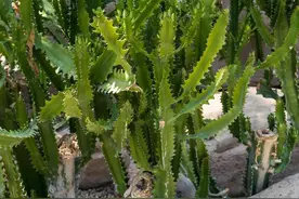 龙骨花怎么养，一直往上长，开出朵朵大花图片