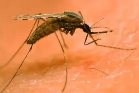 一群人里，为啥蚊子偏偏就咬你？和血型无关，真正原因是这几个图片