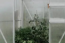 老舍《骆驼祥子》最经典的7句话，渡了无数人！图片