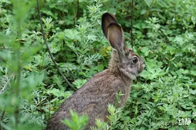野性贵州 有问必答丨兔年要到了，你真的了解兔子吗？图片