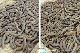 沙虫和泥丁，别再傻傻分不清图片