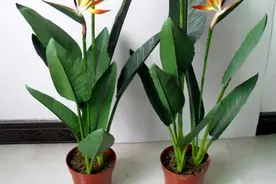 新手养鹤望兰，叶子焦黄怎么办？这几个方法帮你解决图片