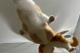 养猫不能点蚊香！教你一招，让蚊子滚出你家！图片