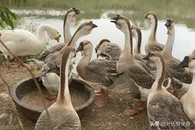 地方特色潮汕卤狮头鹅，吃过的人都说味道好极了，今天配方公开图片