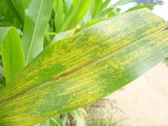 注意！今年玉米褐斑病发生较为严重，该怎样防治？老农教你