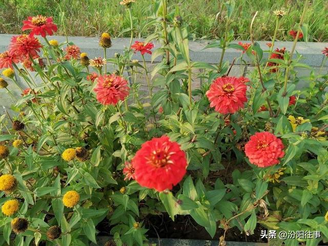 汾阳往事｜殷维明：美丽的禹门河