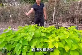 桑树也能喂鸡鸭鹅了，蛋白桑经济价值高，多年生，南北方都好种图片