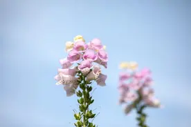 《菜根谭》经典20句，为人处世的法宝！图片
