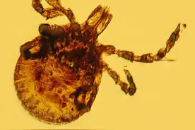 你可能已被这种虫子吸血数天，感染了数种危险病原体，但毫无知觉图片