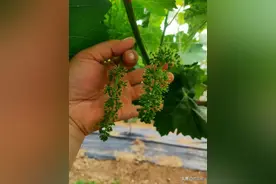 阳光玫瑰葡萄在东港的性状表现图片