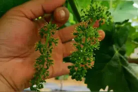 阳光玫瑰葡萄在东港的性状表现图片