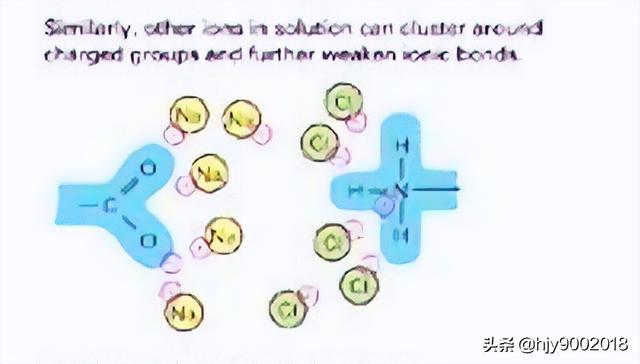 蛋白质分子内部的作用力