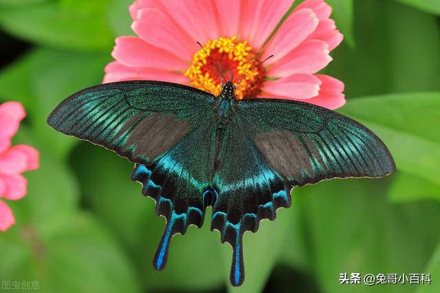 蝴蝶王国