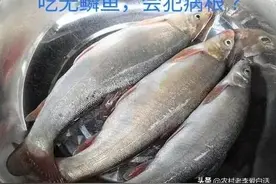 老话说：“无鳞鱼不要吃，吃了犯病根”，这是迷信的说法吗？图片