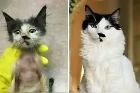 16张流浪猫咪收养前后对比图：不敢相信是曾经的小猫图片