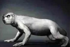 存在过海猿吗？图片